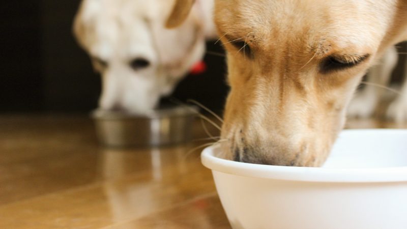 犬用の定期おトク便が使える人気ペット用品