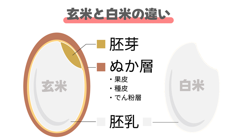 通販でお米を買うなら玄米と精米どっちがお得？