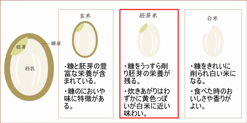 玄米を食べ慣れていない人はまずは胚芽米や発芽米がおすすめ