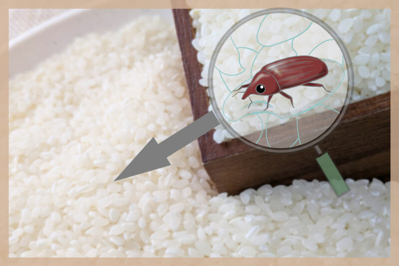 お米に虫・カビを防ぐ!保存容器と置き場所の注意点