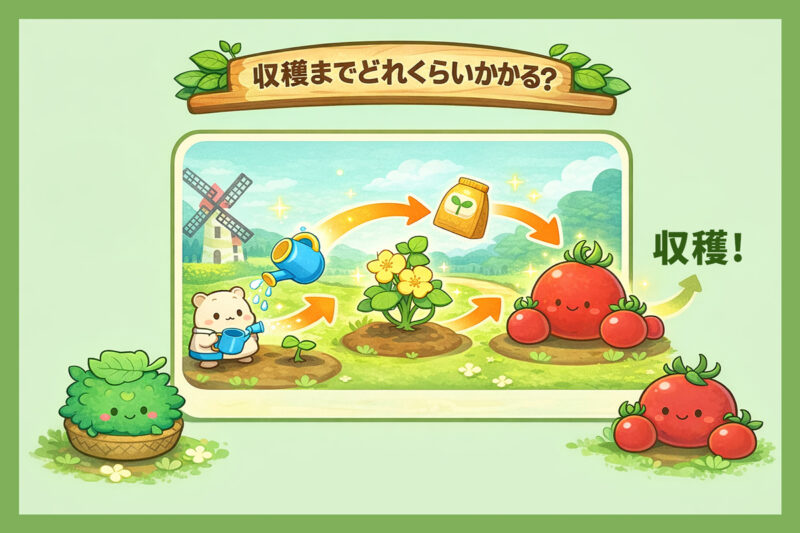 カウシェファームで野菜を育てると収穫までどれくらいかかるの?