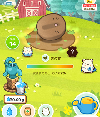 コーヒーが収穫目前